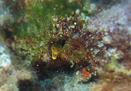 Μικροσκοπική και κατακίτρινη, αλλά με τον "αέρα" μιας τεράστιας σμέρνας! @Protaras, Cyprus